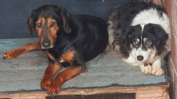 AMMY sucht ihr Für-Immer-Körbchen