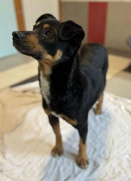 OLIVER-lieber,dreifarbiger Rüde, 42 cm