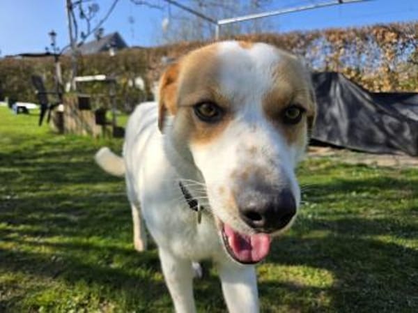 BRAJA-hübsche, Gute-Laune-Hündin, 54 cm