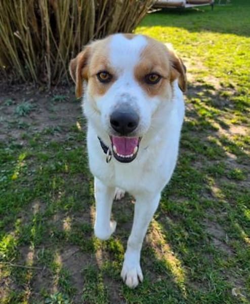 BRAJA-hübsche, Gute-Laune-Hündin, 54 cm