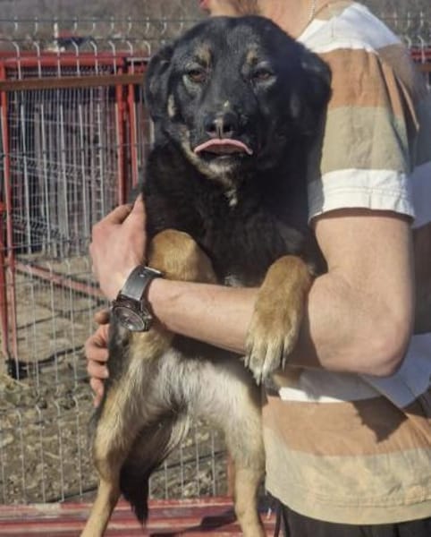 Kiwi 💜sucht Pflegestelle/Endstelle