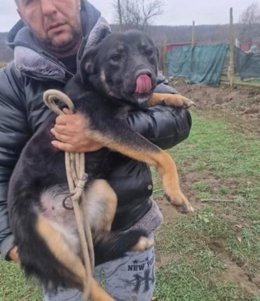 Kiwi 💜sucht Pflegestelle/Endstelle