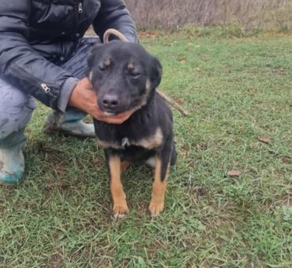 Kiwi 💜sucht Pflegestelle/Endstelle