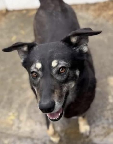 Kalani 💜sucht Pflegestelle/Endstelle