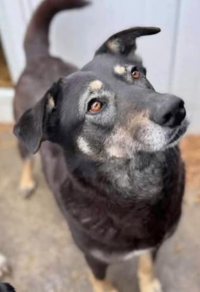 Kalani 💜sucht Pflegestelle/Endstelle