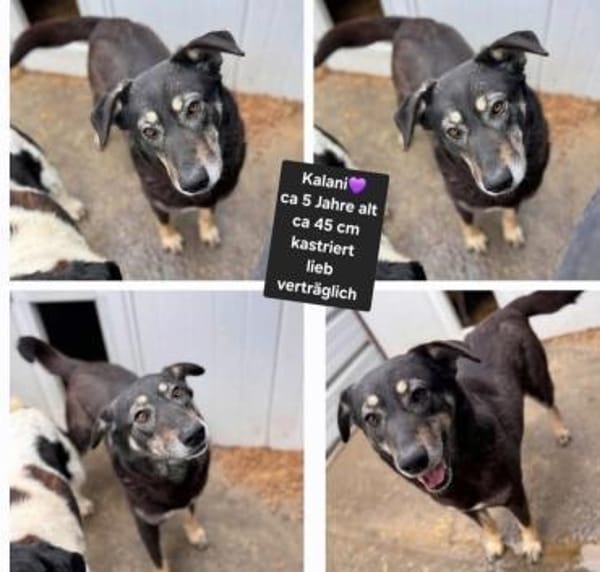 Kalani 💜sucht Pflegestelle/Endstelle