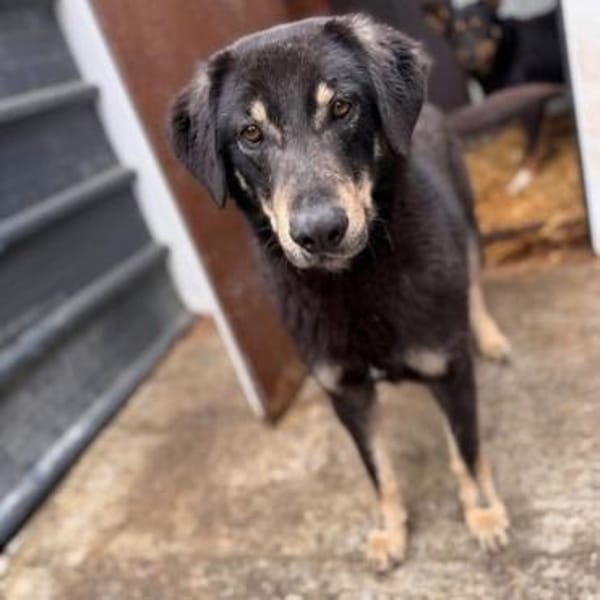 Kalani 💜sucht Pflegestelle/Endstelle