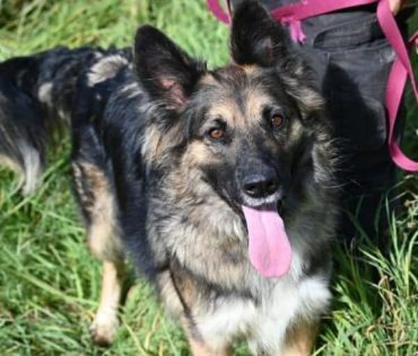 BABORKA sucht Zuhause