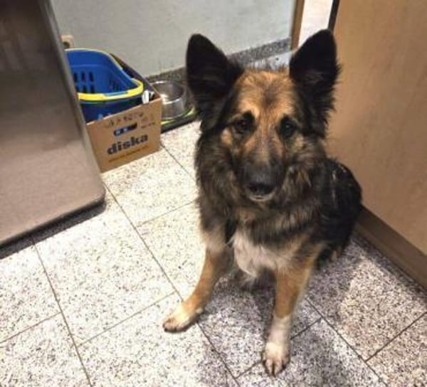 BABORKA sucht Zuhause