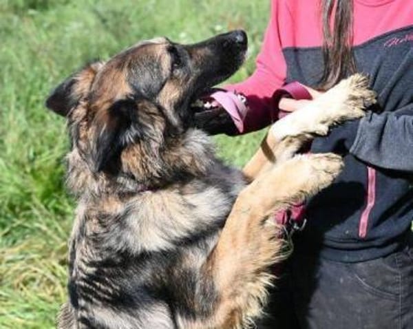 BABORKA sucht Zuhause