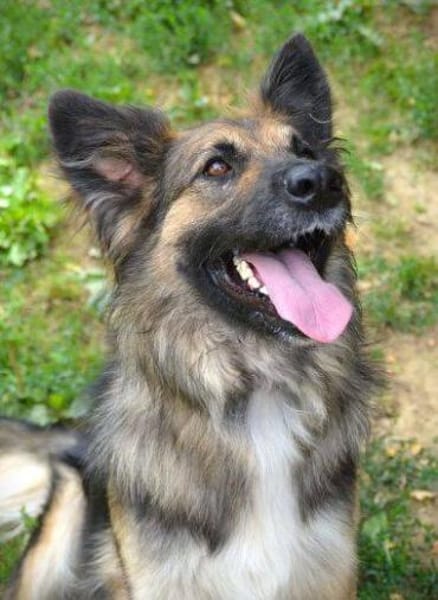 BABORKA sucht Zuhause