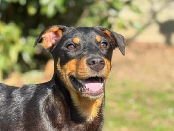 HELI-zuckersüße,verspielte Welpen-Hündin