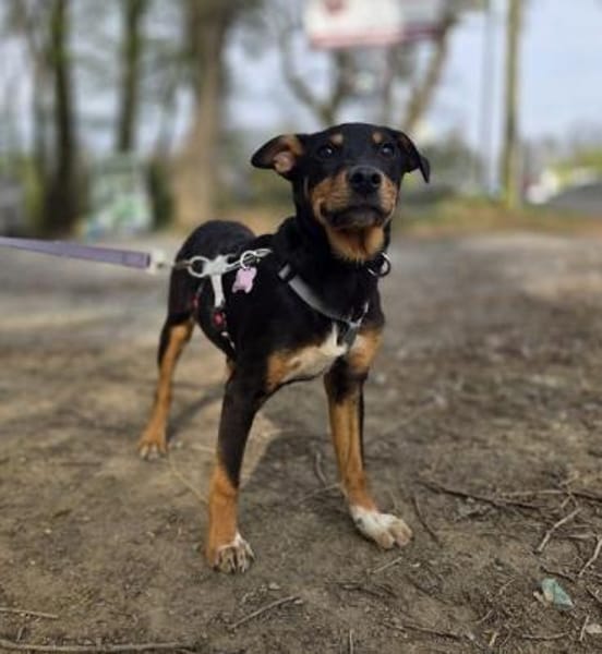 HELI-zuckersüße,verspielte Welpen-Hündin