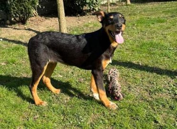 HELI-zuckersüße,verspielte Welpen-Hündin