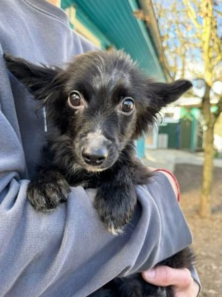 TWIX-bezaubernder, hübscher Welpen-Rüde