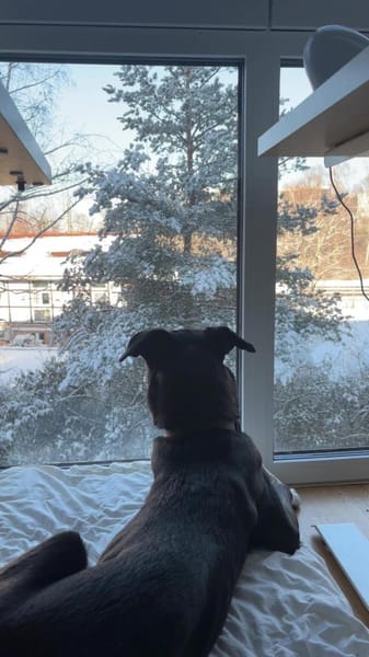 Schüchterne Junghündin- Maya