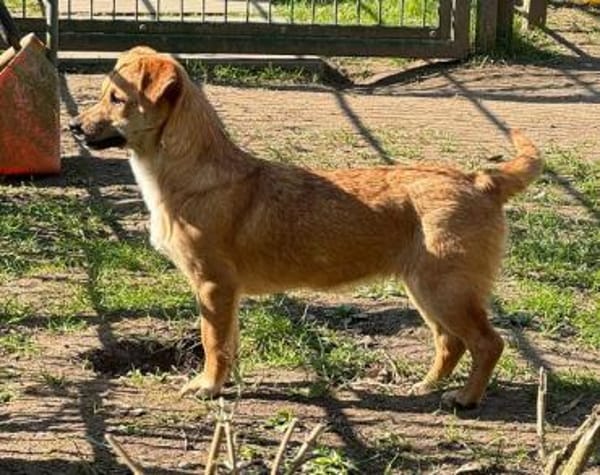 KARA-bezaubernde Welpen-Hündin