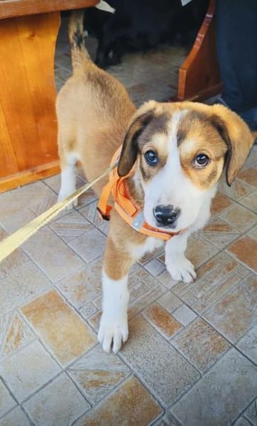 Bezauberndes Mädchen sucht Körbchen