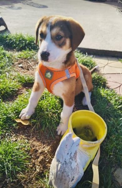 Bezauberndes Mädchen sucht Körbchen