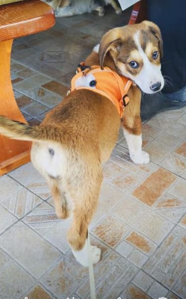 Bezauberndes Mädchen sucht Körbchen