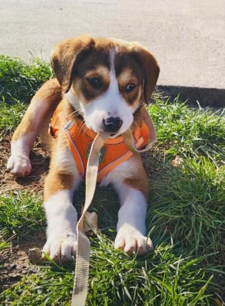 Bezauberndes Mädchen sucht Körbchen