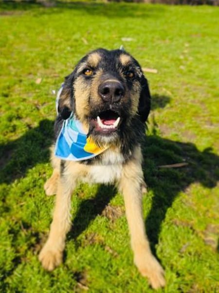 Nicho ein toller Familienhund