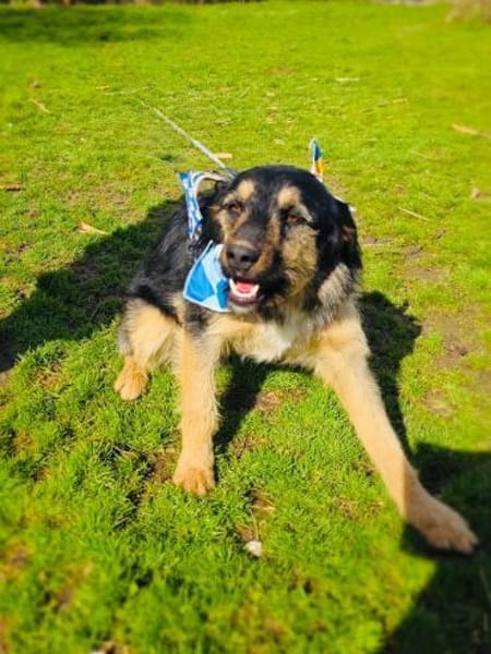 Nicho ein toller Familienhund