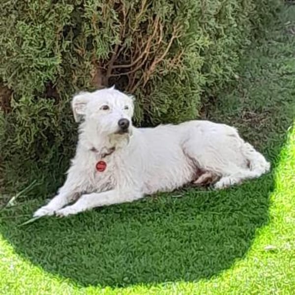 Familienfreundliche Traumhündin Julia