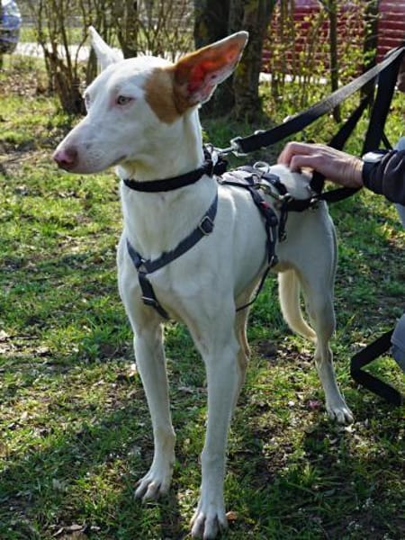 Bombon, agil, lernwillig, verspielt