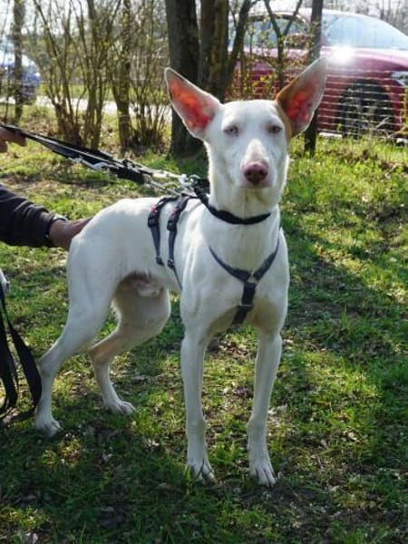 Bombon, agil, lernwillig, verspielt