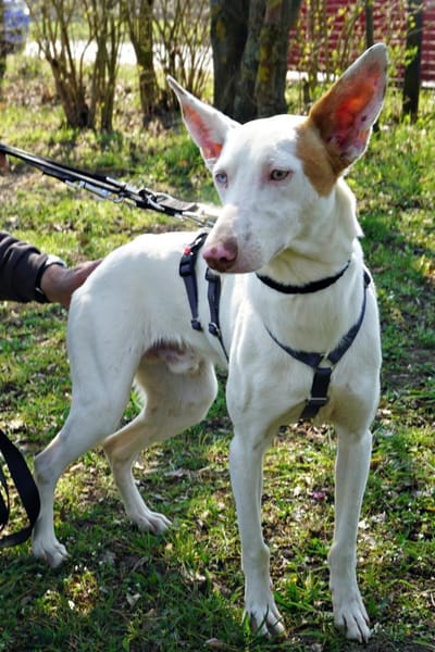 Bombon, agil, lernwillig, verspielt