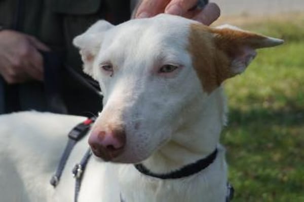 Bombon, agil, lernwillig, verspielt