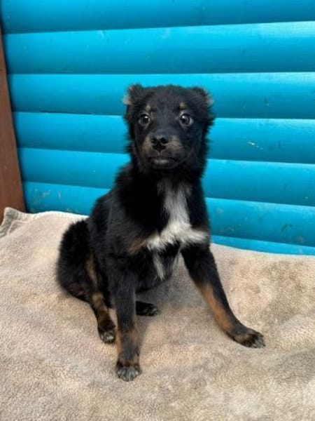 BAMBU-entzückende, süße Welpen-Hündin