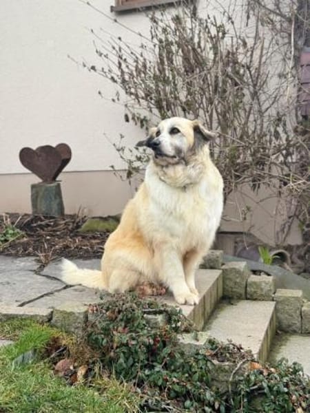 Nua so eine tolle Hündin