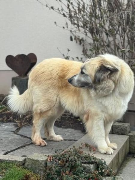 Nua so eine tolle Hündin