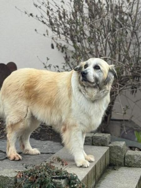 Nua so eine tolle Hündin