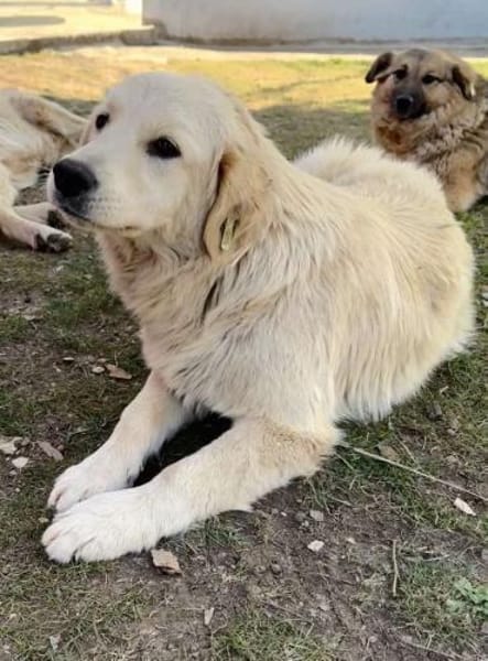 Buddy  anhänglicher Golden Retriever Rü