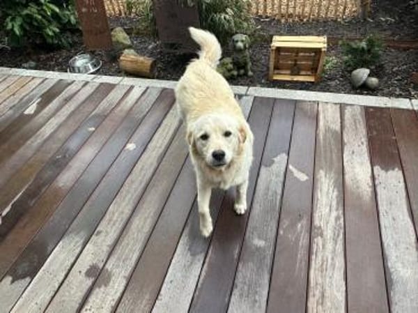 Buddy  anhänglicher Golden Retriever Rü