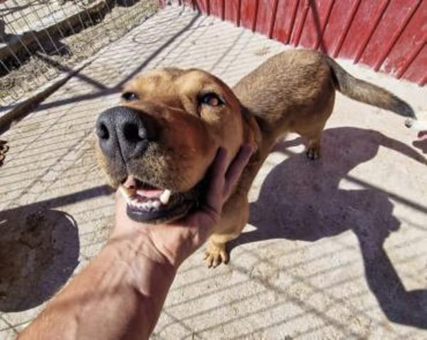 Brouwnie💙 sucht  Pflegestelle/Endstelle