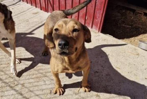 Brouwnie💙 sucht  Pflegestelle/Endstelle