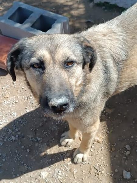 Kevin verschmuster Bär sucht sie