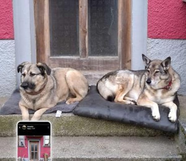 Kevin verschmuster Bär sucht sie