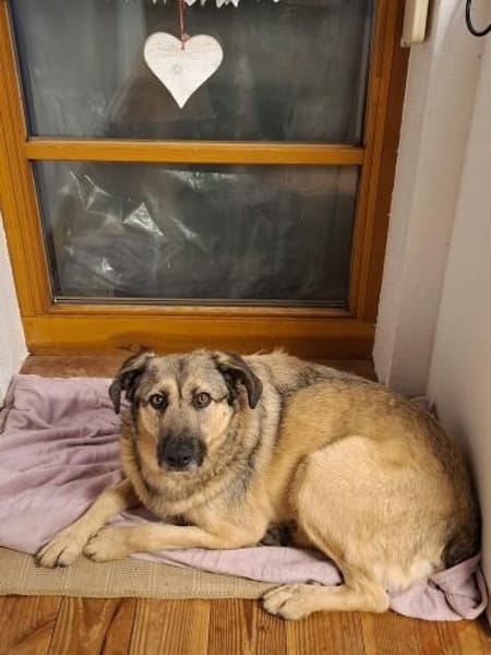 Kevin verschmuster Bär sucht sie