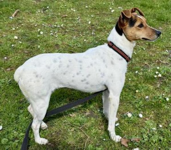 Lara, freundlich, klug, neugierig