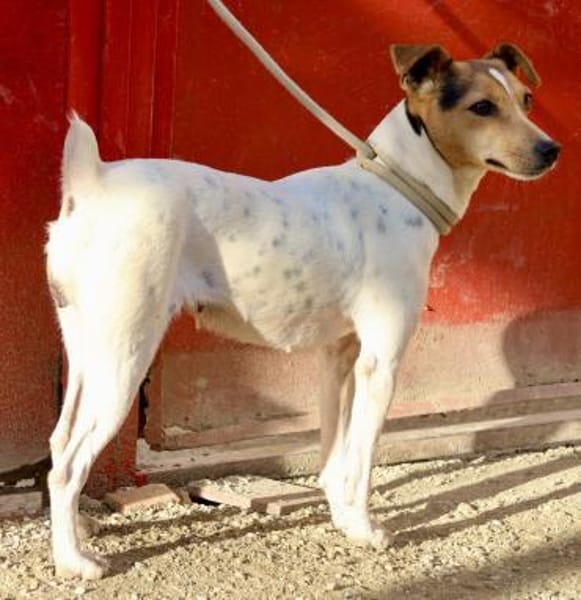 Lara, freundlich, klug, neugierig