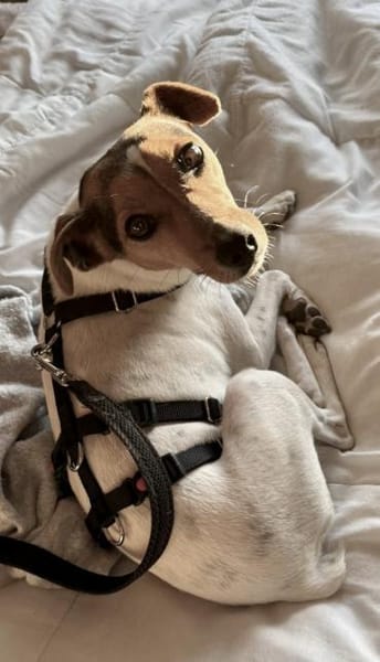 Lara, freundlich, klug, neugierig