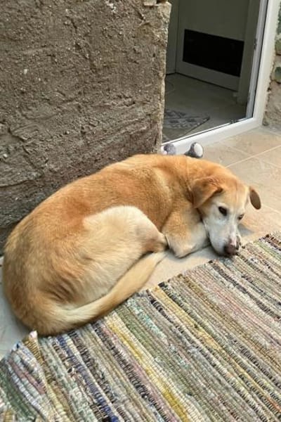 Nala wartet in 09648 Mittweida auf dich!