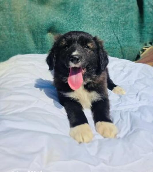 Snickers ein tolles Kerlchen