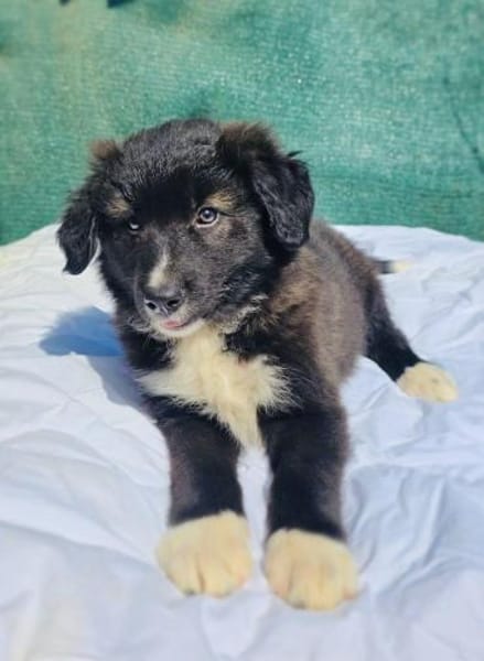 Snickers ein tolles Kerlchen