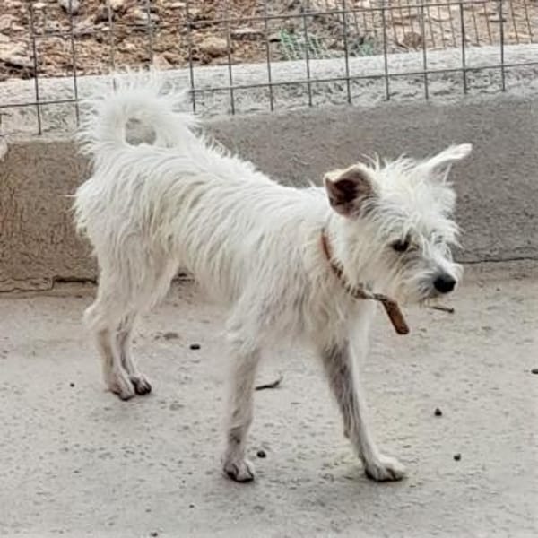 Kiki sucht einfühlsames Zuhause